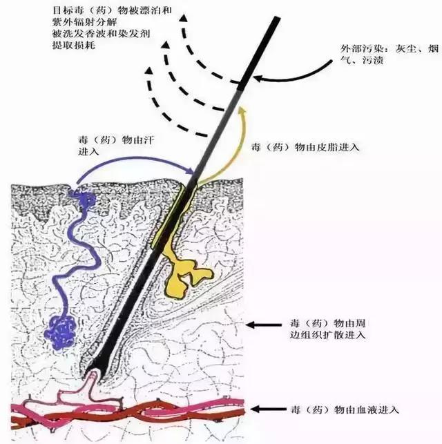 毛发毒品检测优点