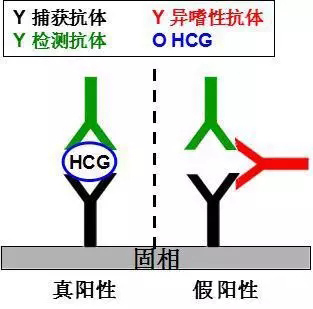 异嗜性抗体对双抗体夹心免疫检测方法的影响(Jane F et al. Lab Medicine. 2013, 44 (1): 69-73)。