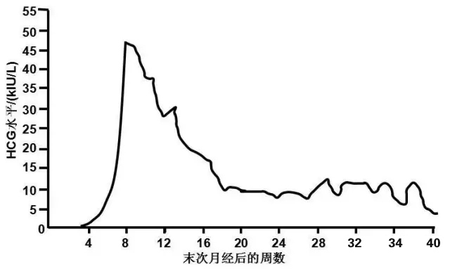 妊娠妇女HCG的动力学变化