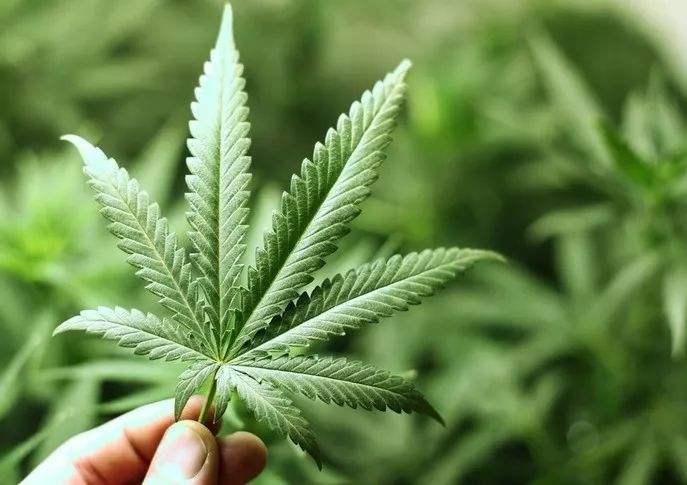在一些国家合法的大麻是什么？
